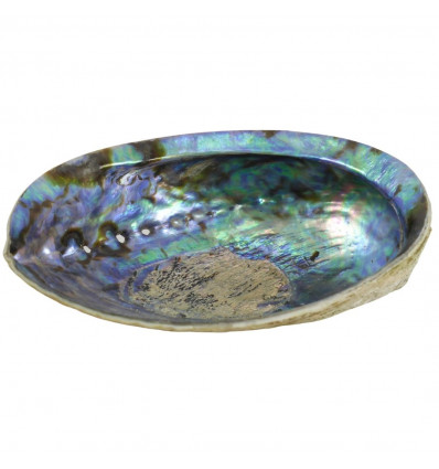 Ormeau Shell / Natural Abalone 12-14cm