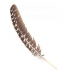 Authentic Turkey Feather for Fumigation - 30cm