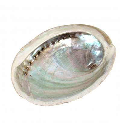 Coquille d'Ormeau / Abalone naturelle 10-12cm