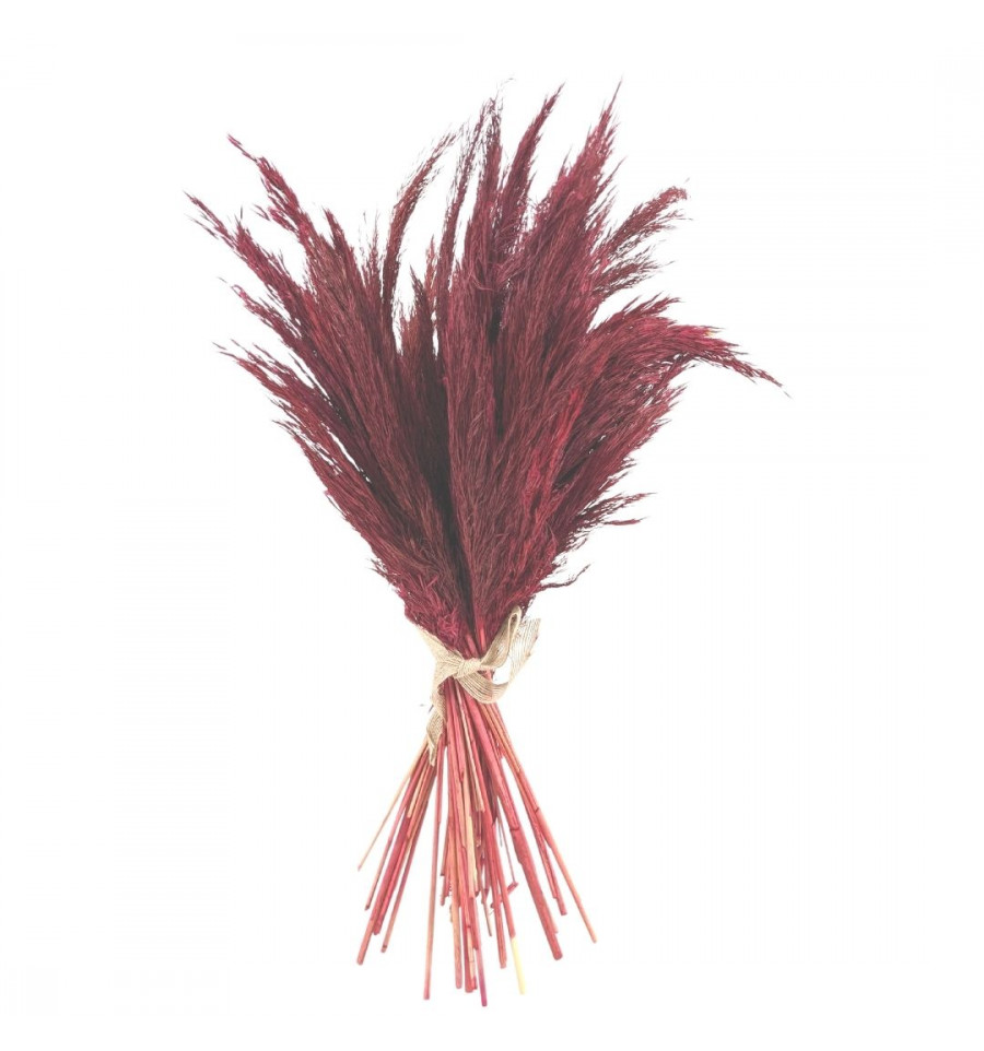 Bouquet de petites Herbes de Pampa séchées Coloris Rouge / Bordeaux