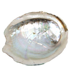 Downgraded - Abalone Shell / Abalone Naturale 10-12cm