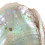 Déclassé - Coquille d'Ormeau / Abalone naturelle 10-12cm