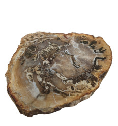 Petrified Wood Plate 11 x 13 x 2 cm / 428g - Unique piece