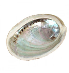 Abalone shell / Natural Abalone 12-14cm Haliotis Diversicolor